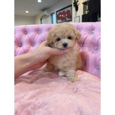 オンライン見学