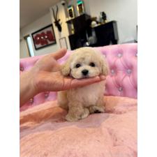 オンライン見学