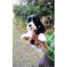 アメリカンコッカースパニエルの子犬