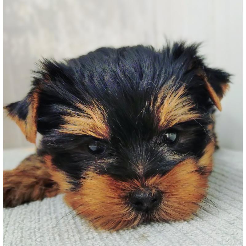 販売中の愛知県のヨークシャーテリア-455889