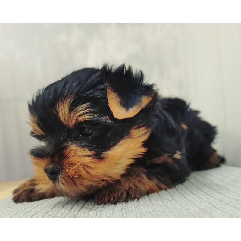 販売中の愛知県のヨークシャーテリア-455889の5枚目