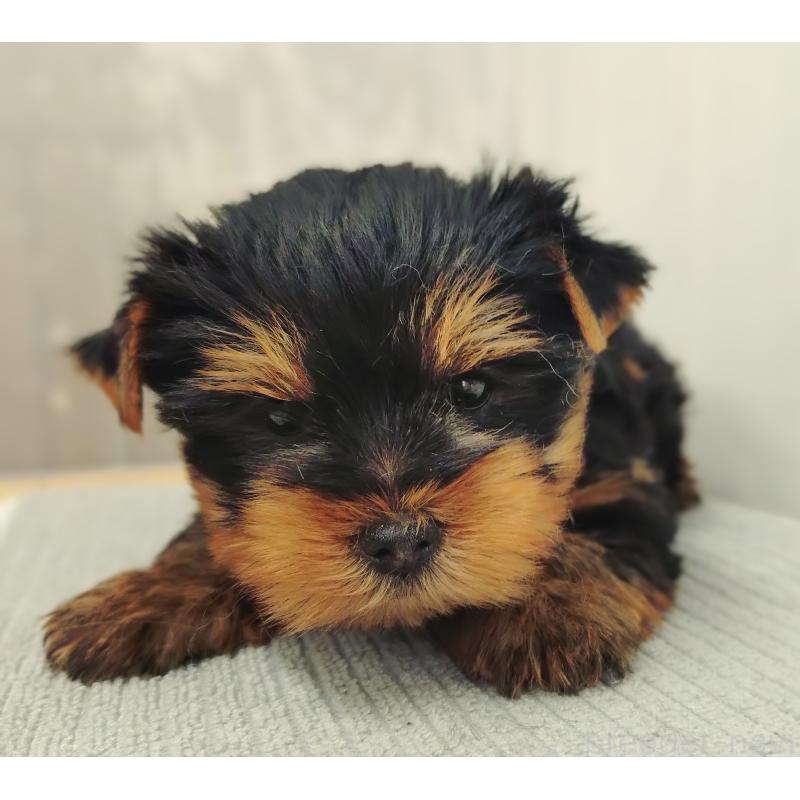販売中の愛知県のヨークシャーテリア-455889の4枚目