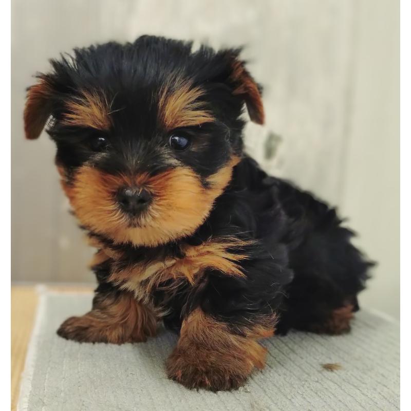 販売中の愛知県のヨークシャーテリア-455889の3枚目
