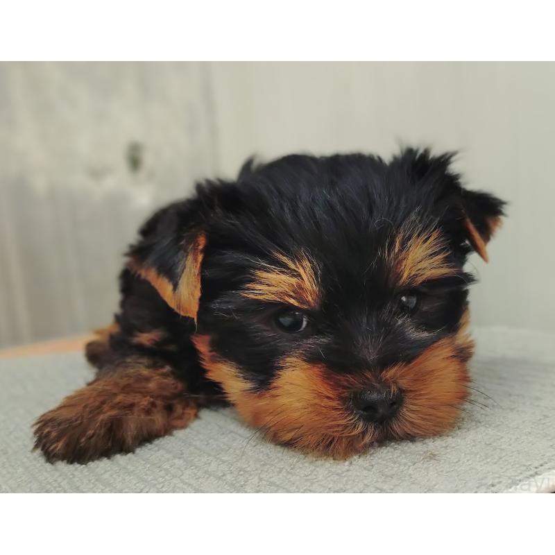 販売中の愛知県のヨークシャーテリア-455889の2枚目