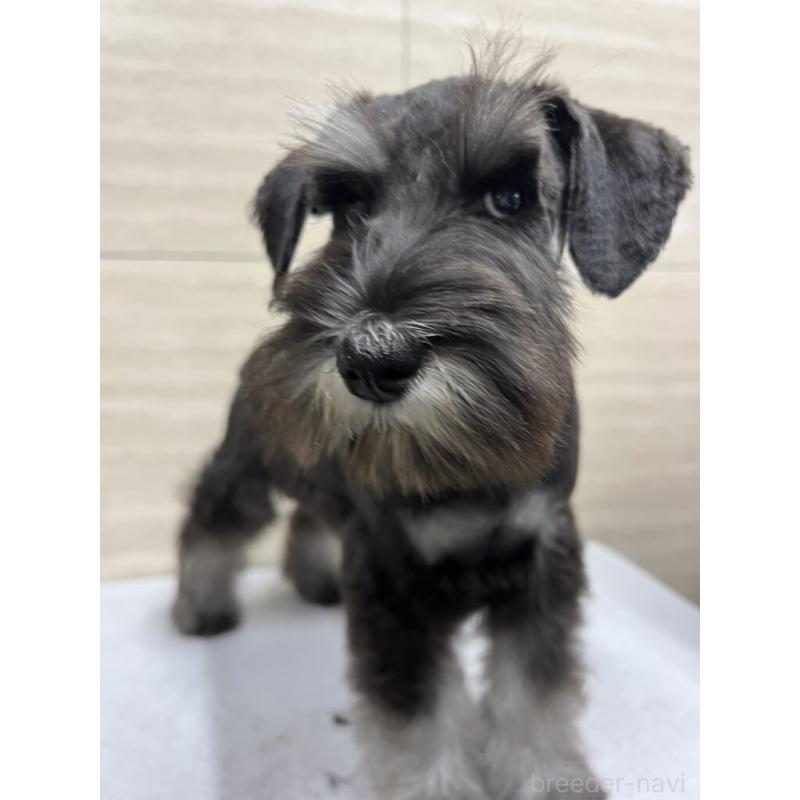 販売中の埼玉県のミニチュアシュナウザー-455885の3枚目