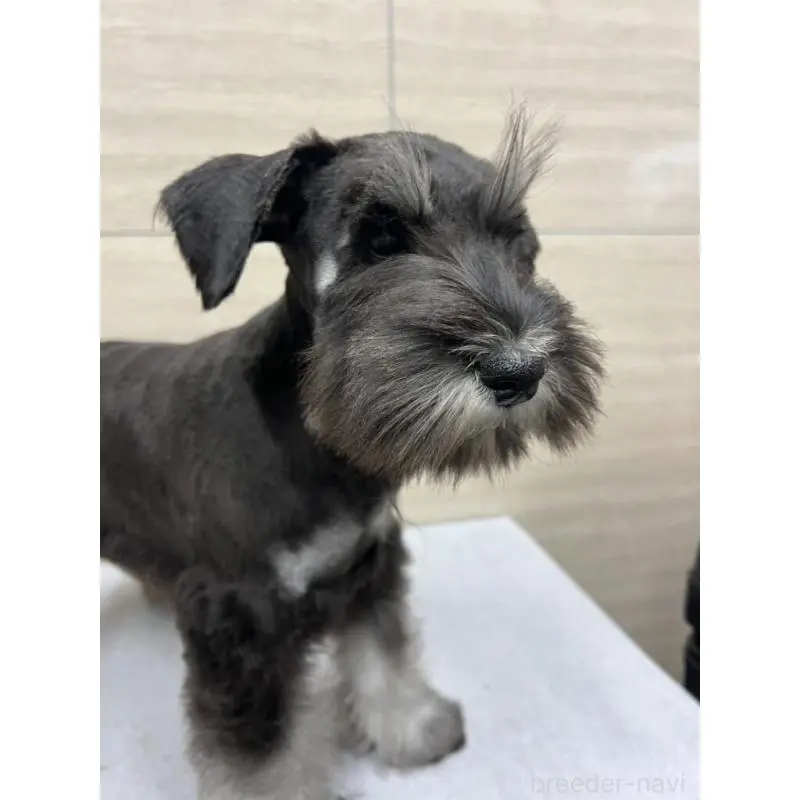 販売中の埼玉県のミニチュアシュナウザー-455885の2枚目