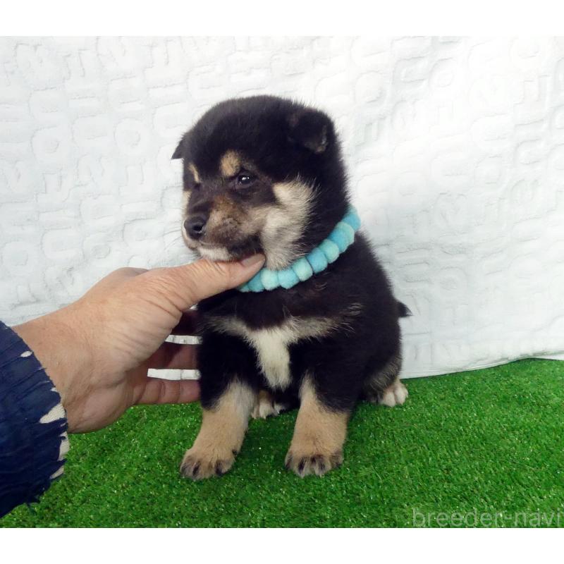 販売中の静岡県の豆柴-455888の5枚目