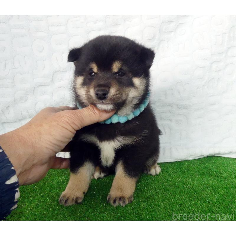 販売中の静岡県の豆柴-455888の4枚目