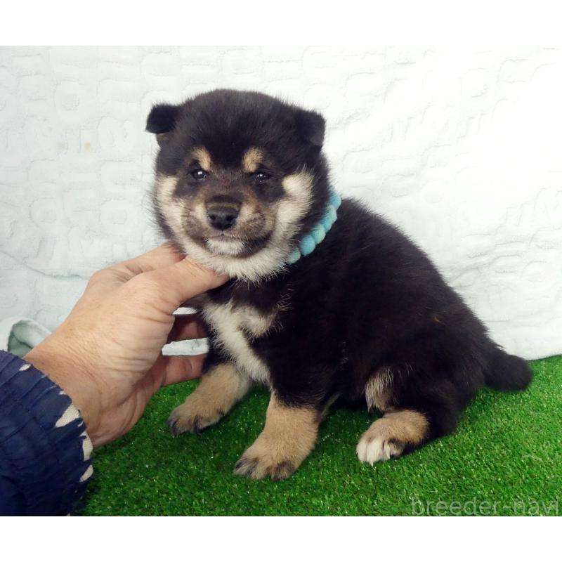 販売中の静岡県の豆柴-455888の3枚目