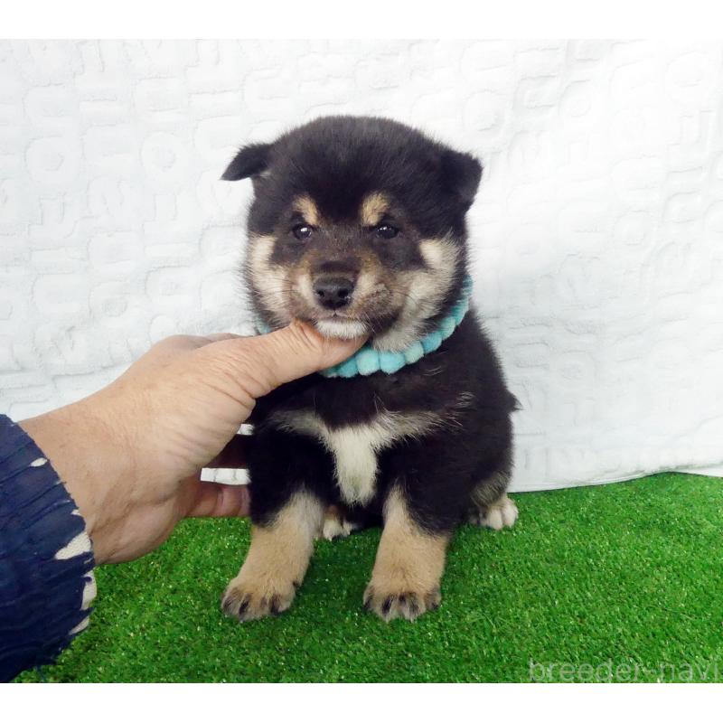 販売中の静岡県の豆柴-455888の2枚目