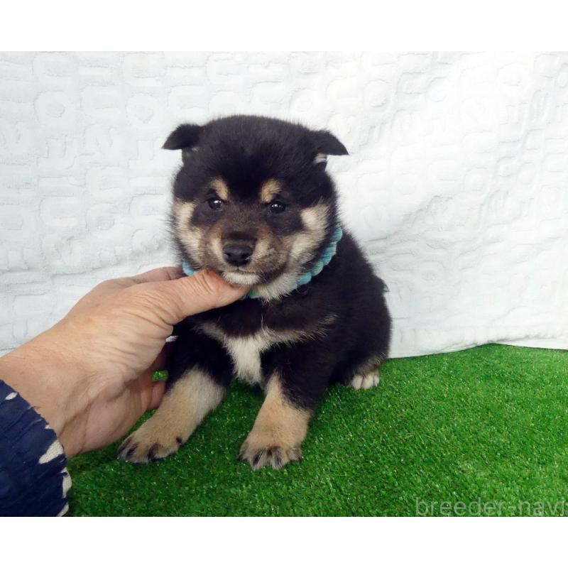 販売中の静岡県の豆柴-455888