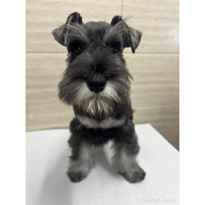 販売中の埼玉県のミニチュアシュナウザー-455887の3枚目