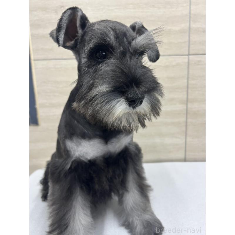 販売中の埼玉県のミニチュアシュナウザー-455887の2枚目