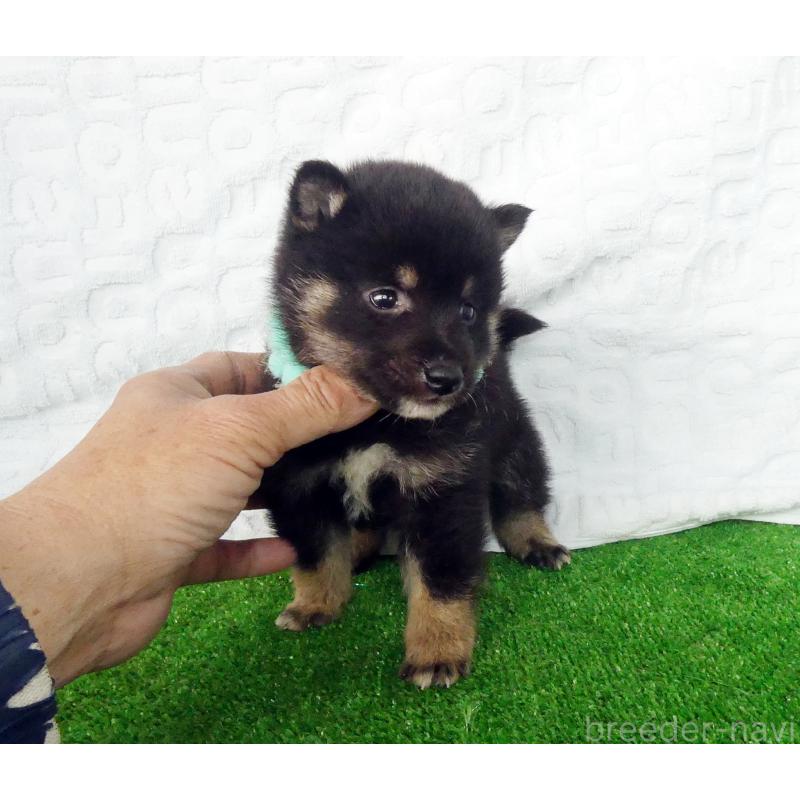 販売中の静岡県の豆柴-455890の5枚目