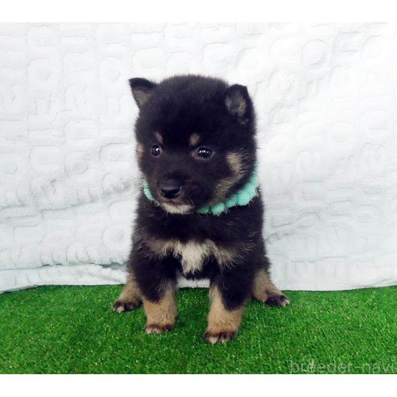 販売中の静岡県の豆柴-455890の4枚目