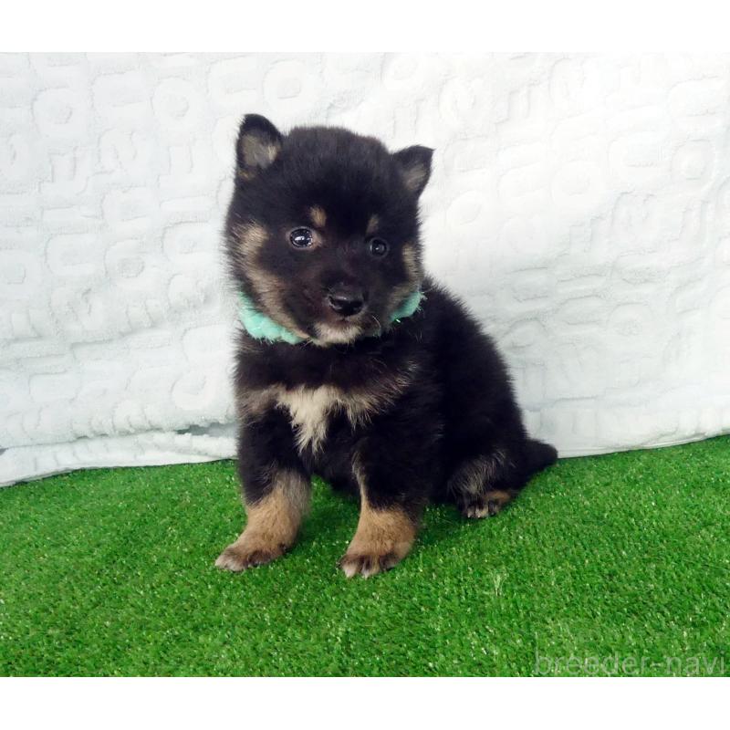 販売中の静岡県の豆柴-455890の3枚目