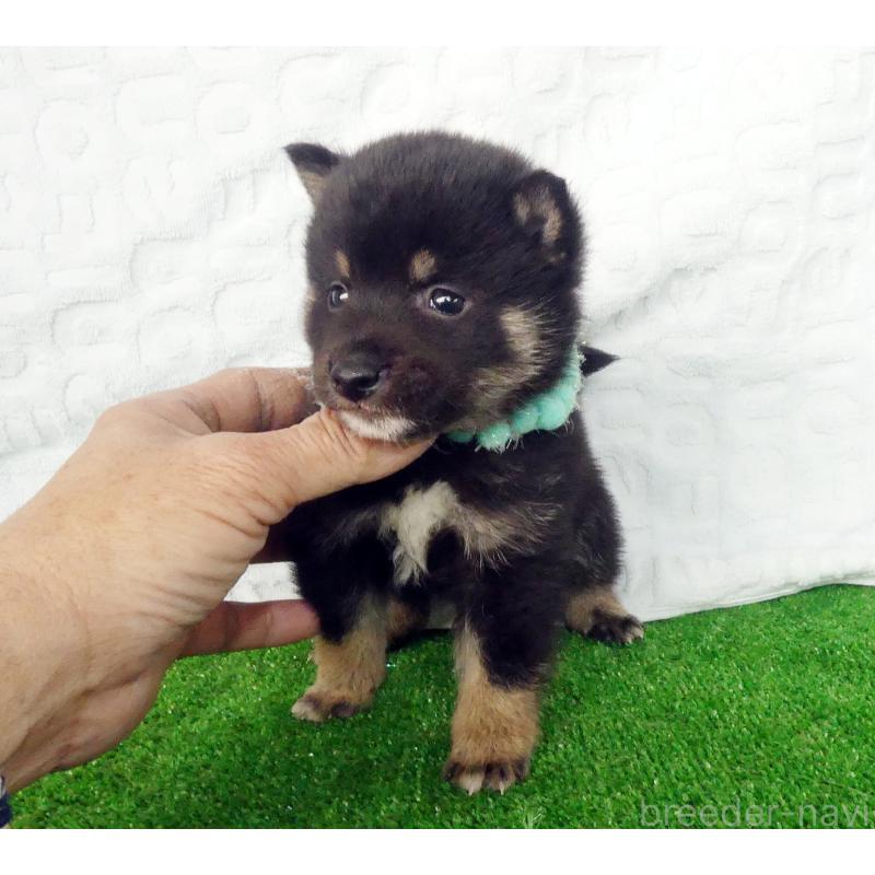 販売中の静岡県の豆柴-455890の2枚目