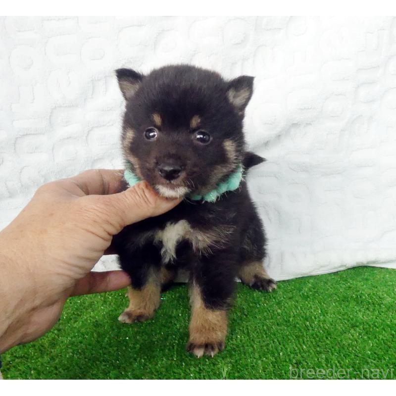 販売中の静岡県の豆柴-455890