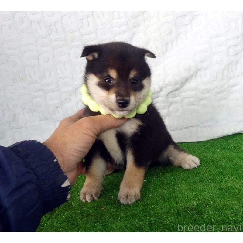 販売中の静岡県の豆柴-455891の5枚目