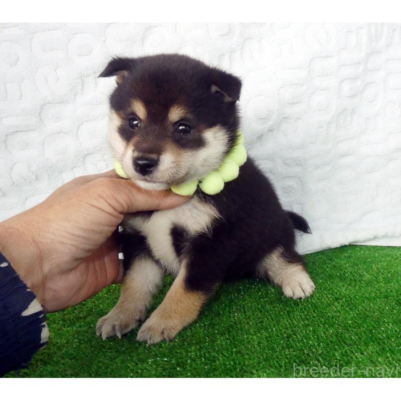 販売中の静岡県の豆柴-455891の4枚目