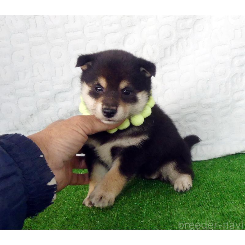 販売中の静岡県の豆柴-455891の3枚目