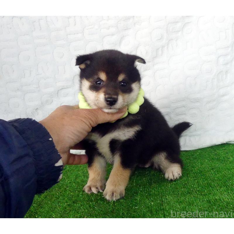 販売中の静岡県の豆柴-455891の2枚目