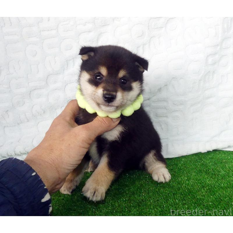 販売中の静岡県の豆柴-455891