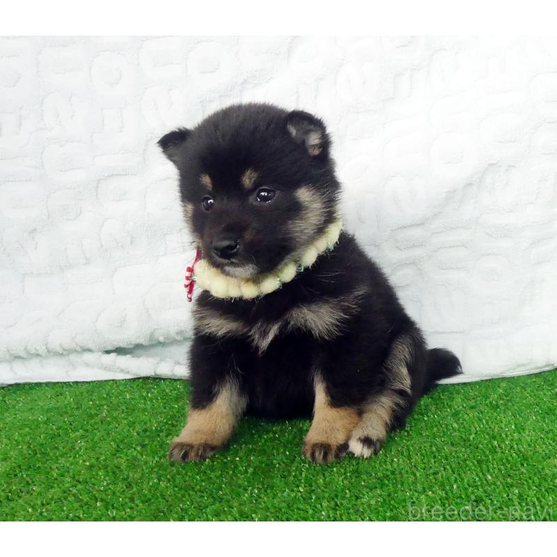 販売中の静岡県の豆柴-455892の5枚目