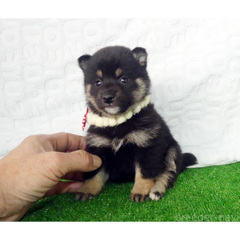 販売中の静岡県の豆柴-455892の4枚目