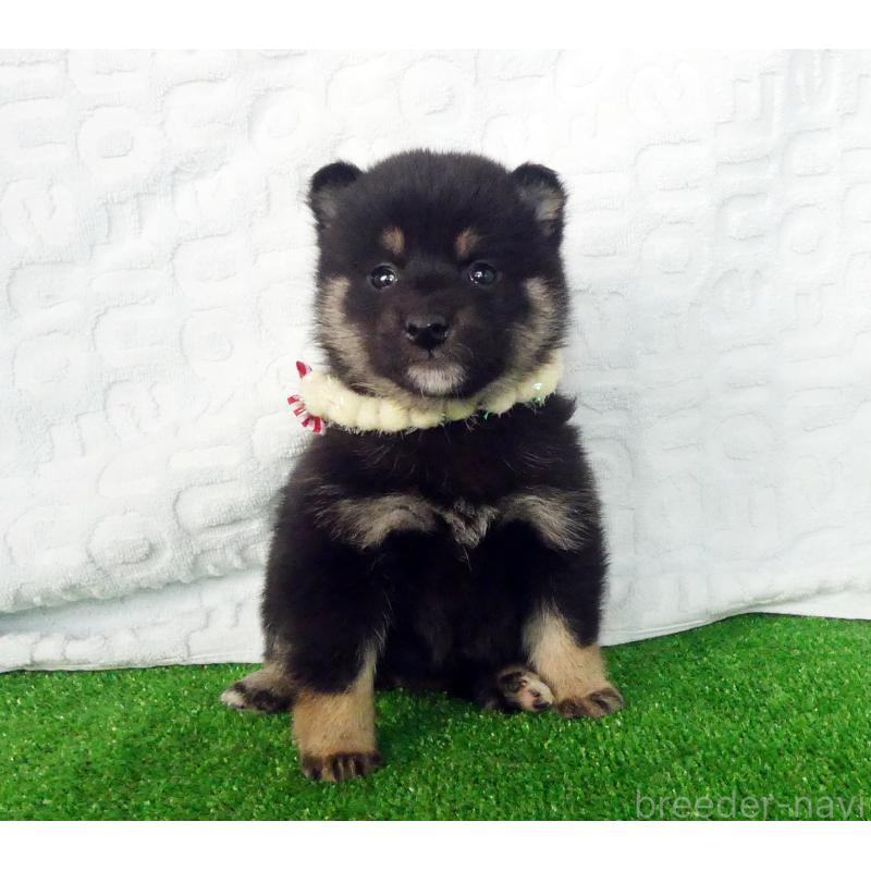 販売中の静岡県の豆柴-455892の3枚目