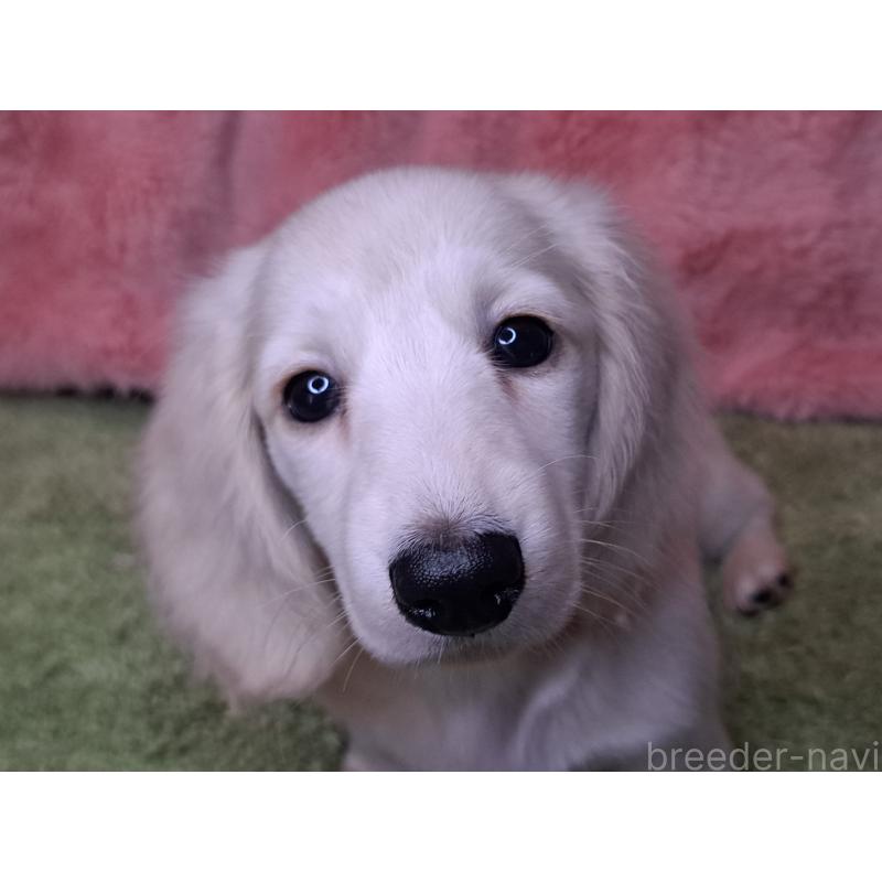 販売中の愛知県のミニチュアダックスフンド(ロングヘアード)-445005