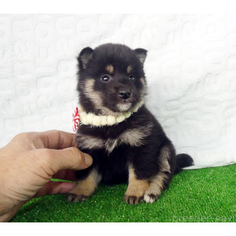 販売中の静岡県の豆柴-455892の2枚目