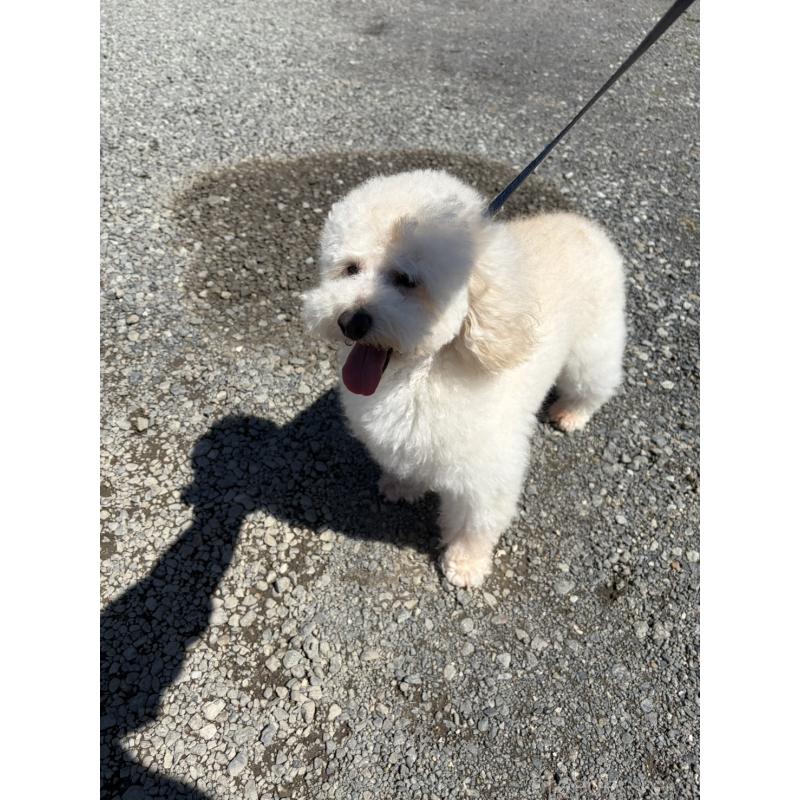 販売中の宮崎県のトイプードル-455896の3枚目