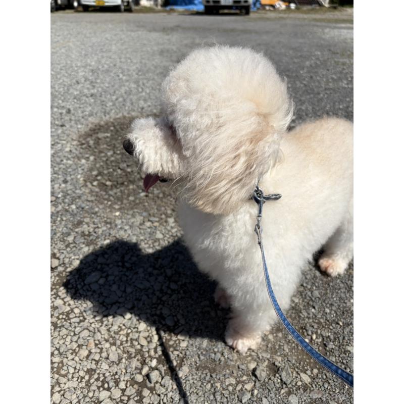 販売中の宮崎県のトイプードル-455896の2枚目