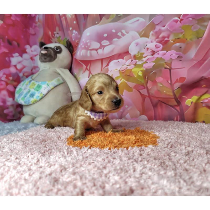 販売中の神奈川県のミニチュアダックスフンド(ロングヘアード)-455893の5枚目