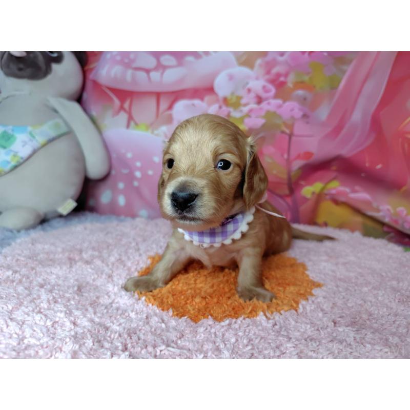 販売中の神奈川県のミニチュアダックスフンド(ロングヘアード)-455893の4枚目