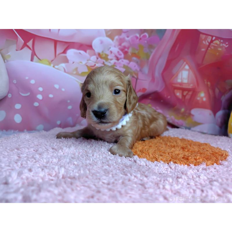 販売中の神奈川県のミニチュアダックスフンド(ロングヘアード)-455893の3枚目