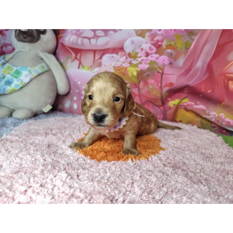 販売中の神奈川県のミニチュアダックスフンド(ロングヘアード)-455893の2枚目