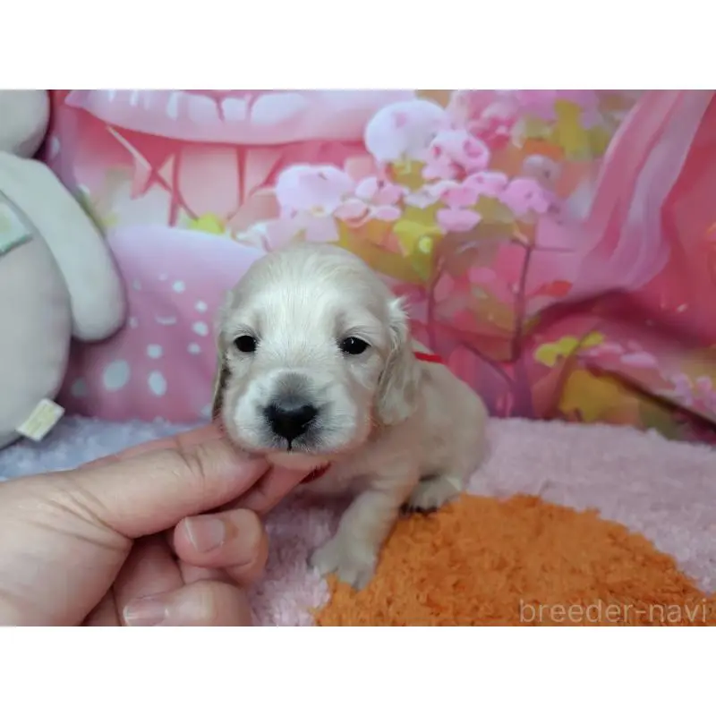 販売中の神奈川県のミニチュアダックスフンド(ロングヘアード)-455894の4枚目