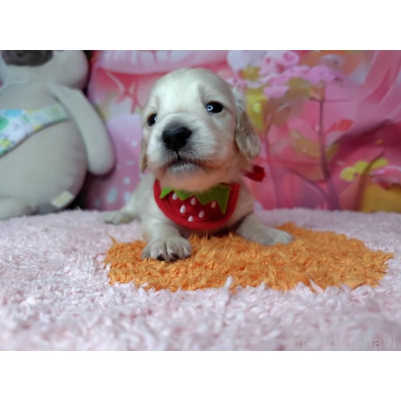 販売中の神奈川県のミニチュアダックスフンド(ロングヘアード)-455894