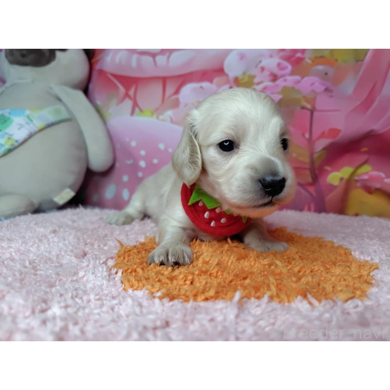 販売中の神奈川県のミニチュアダックスフンド(ロングヘアード)-455894の3枚目