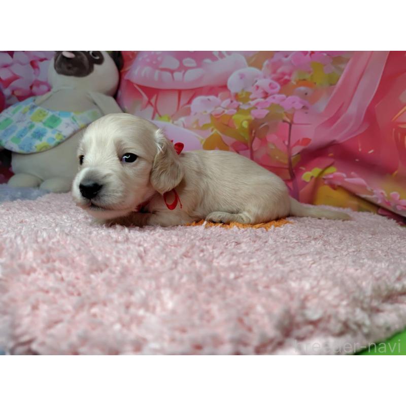 販売中の神奈川県のミニチュアダックスフンド(ロングヘアード)-455894の2枚目