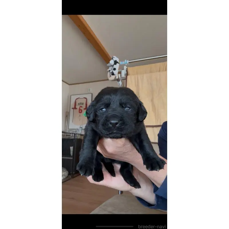 販売中の佐賀県のラブラドールレトリーバー-455897の2枚目