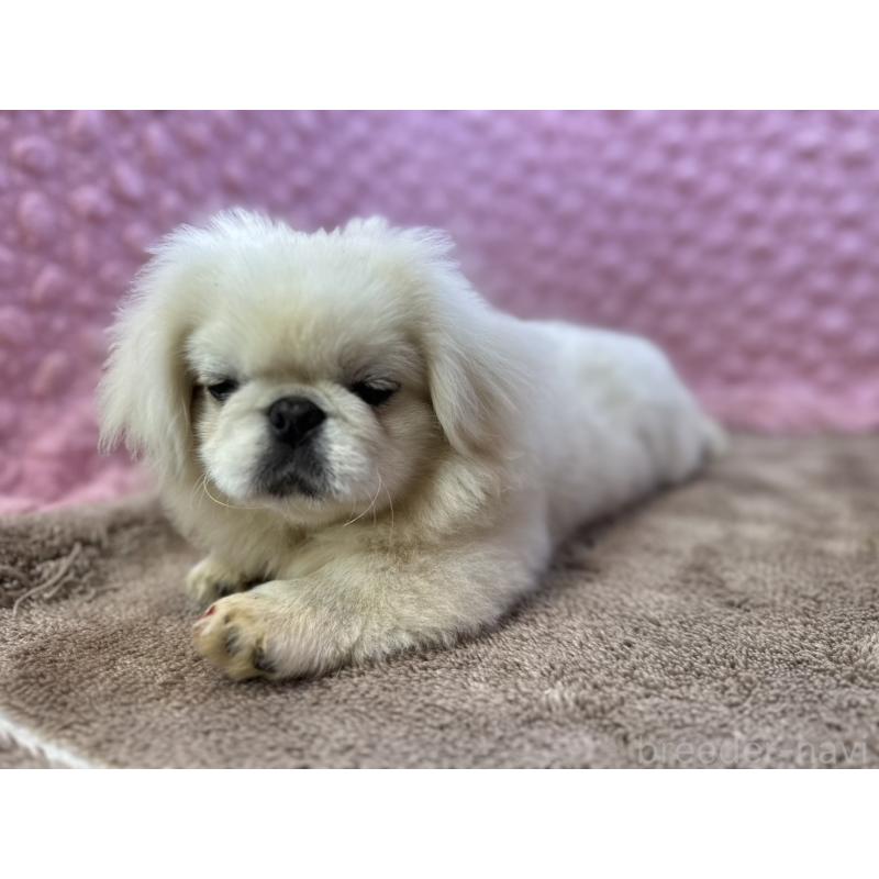 販売中の茨城県のペキニーズ-455898の11枚目