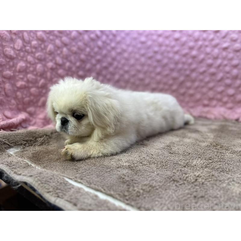 販売中の茨城県のペキニーズ-455898の10枚目
