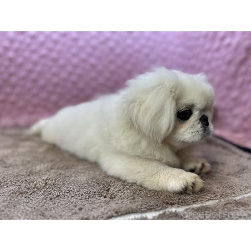 販売中の茨城県のペキニーズ-455898の9枚目