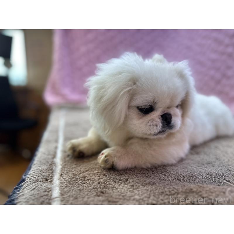 販売中の茨城県のペキニーズ-455898の8枚目