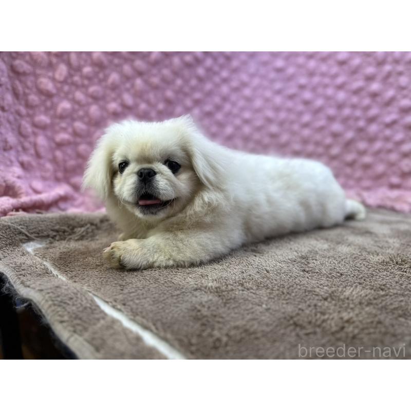 販売中の茨城県のペキニーズ-455898の7枚目