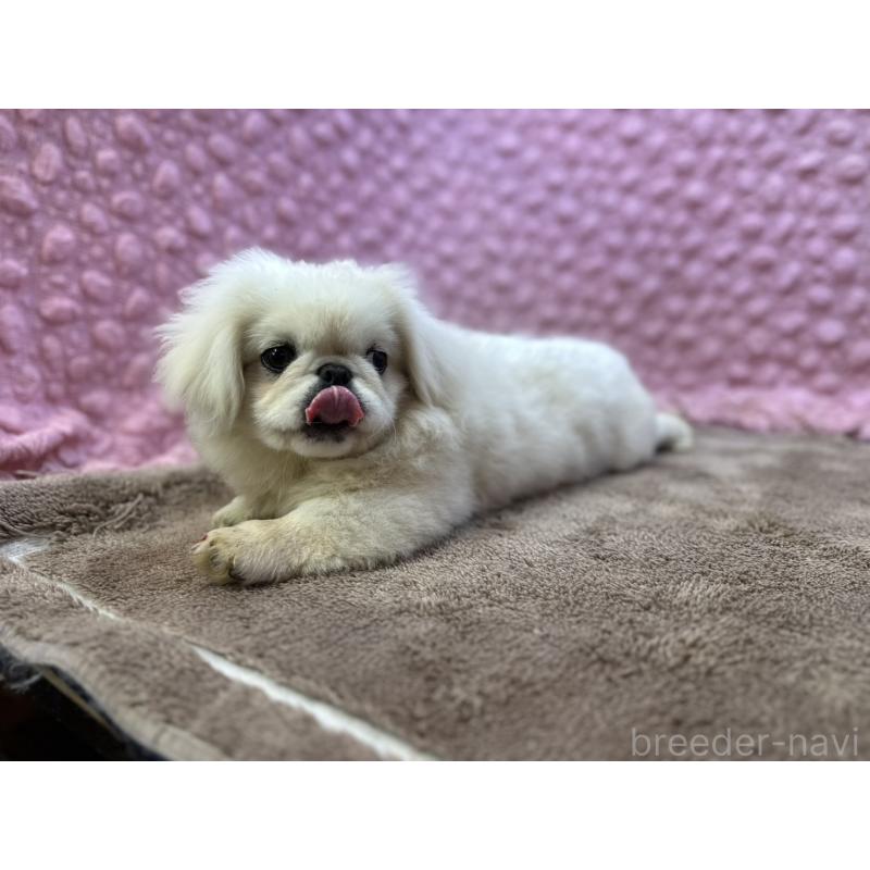 販売中の茨城県のペキニーズ-455898の6枚目