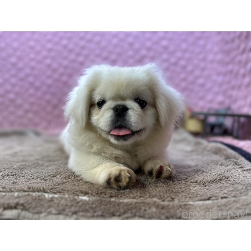 販売中の茨城県のペキニーズ-455898の5枚目